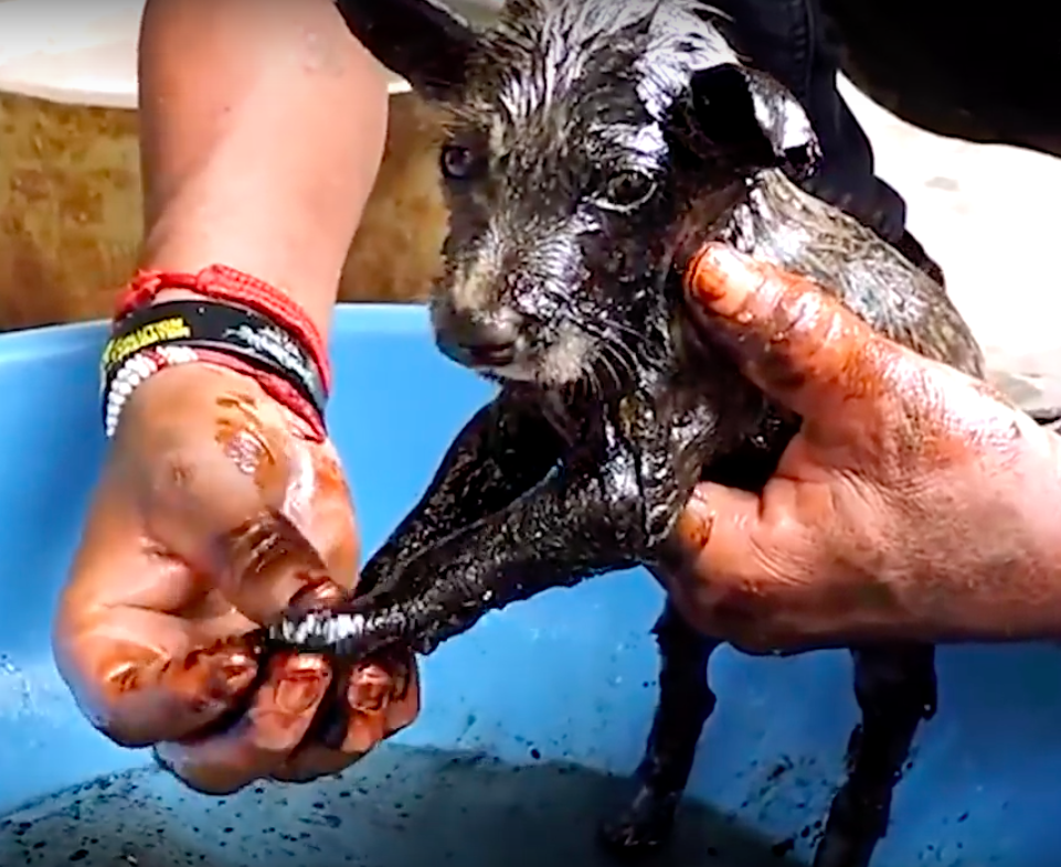 Animal Aid