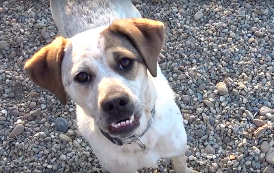 Howl Of A Dog
