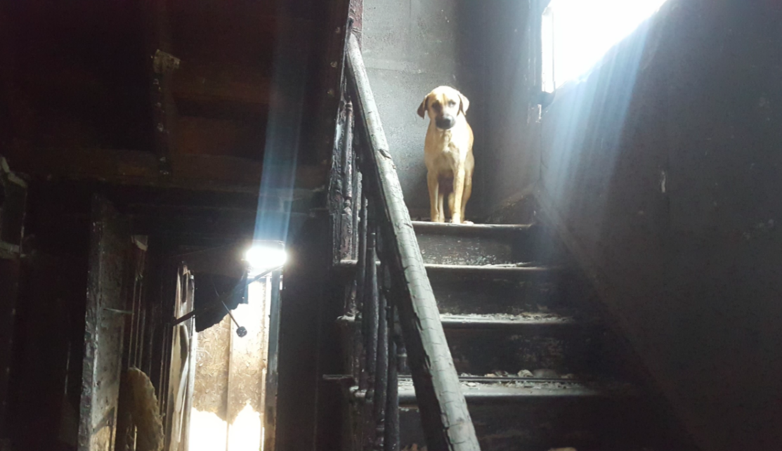 Stray Rescue of St. Louis