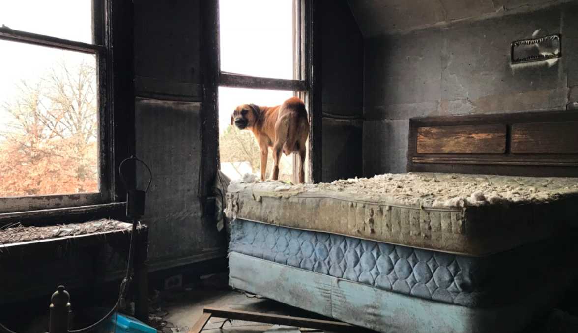 Stray Rescue of St. Louis