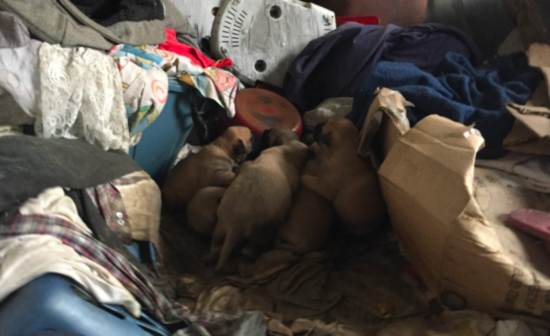 Stray Rescue of St. Louis