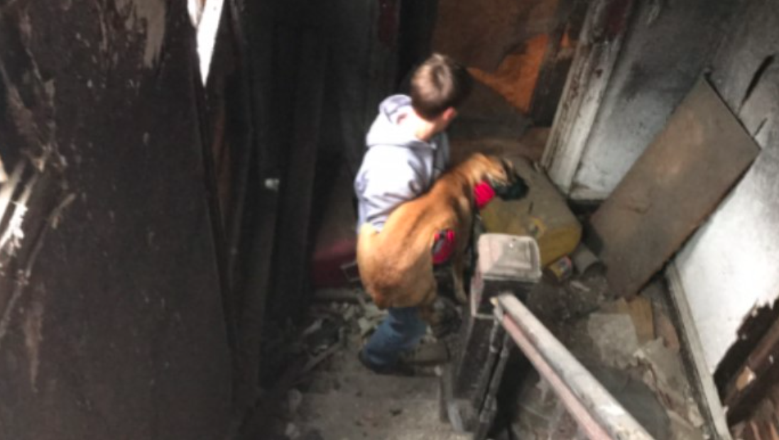 Stray Rescue of St. Louis