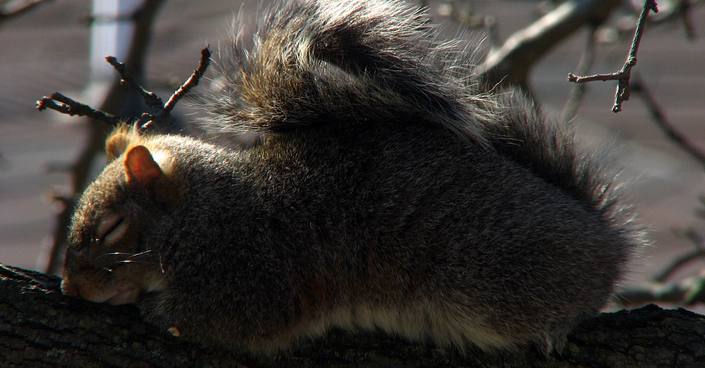 Squirrel1_1000x523