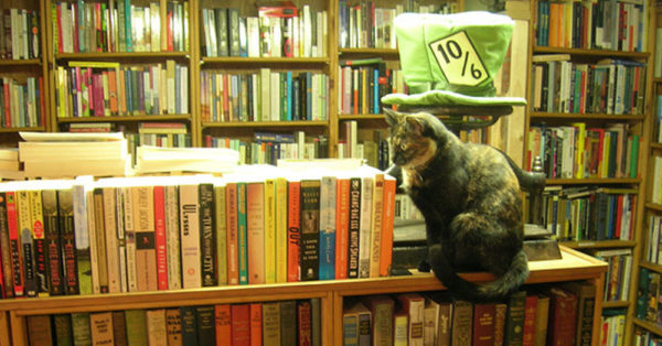 Source: flickr/brewbooks It's easy for a cat to make itself comfortable amongst so many books.