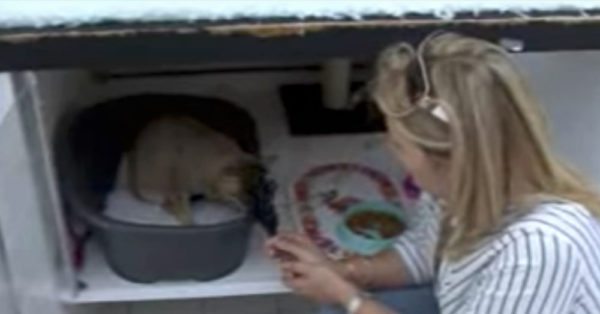 Source: YouTube/ForesterTV Hastie tends to a cat in the Precious Pets shelter.