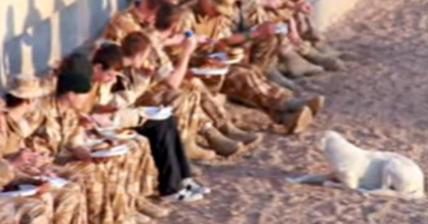 Source: YouTube/ForesterTV A stray dog approaches military personnel in Iraq.