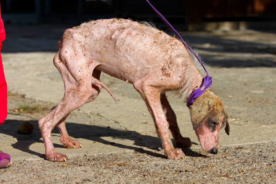 save a greek stray