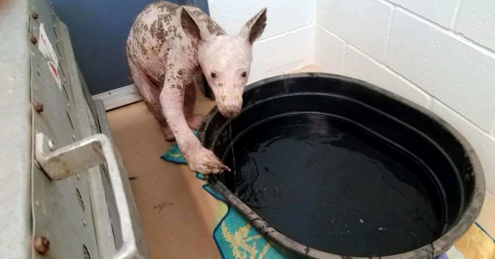 Photo:Facebook/The Fund for Animals Wildlife Center