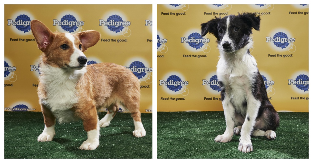 Photos: Animal Planet