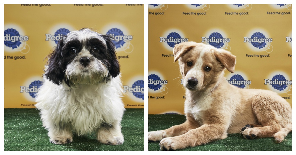 Photos: Animal Planet