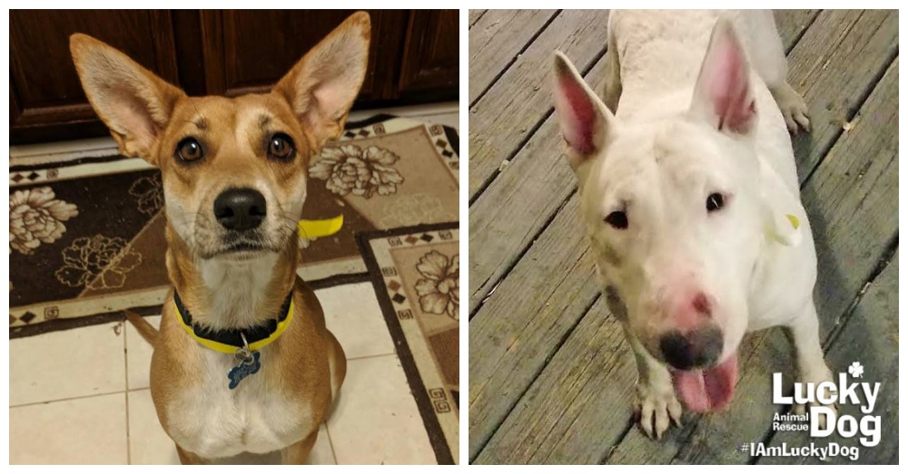 Photos: Facebook/Lucky Dog Animal Rescue