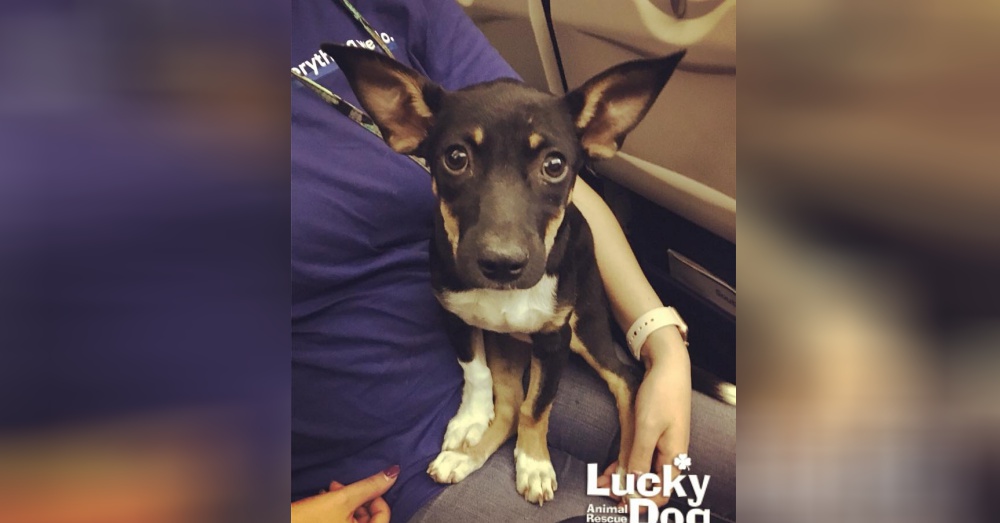 Photo:Facebook/Lucky Dog Animal Rescue