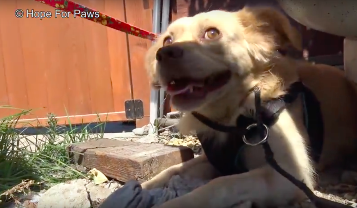 hope for paws