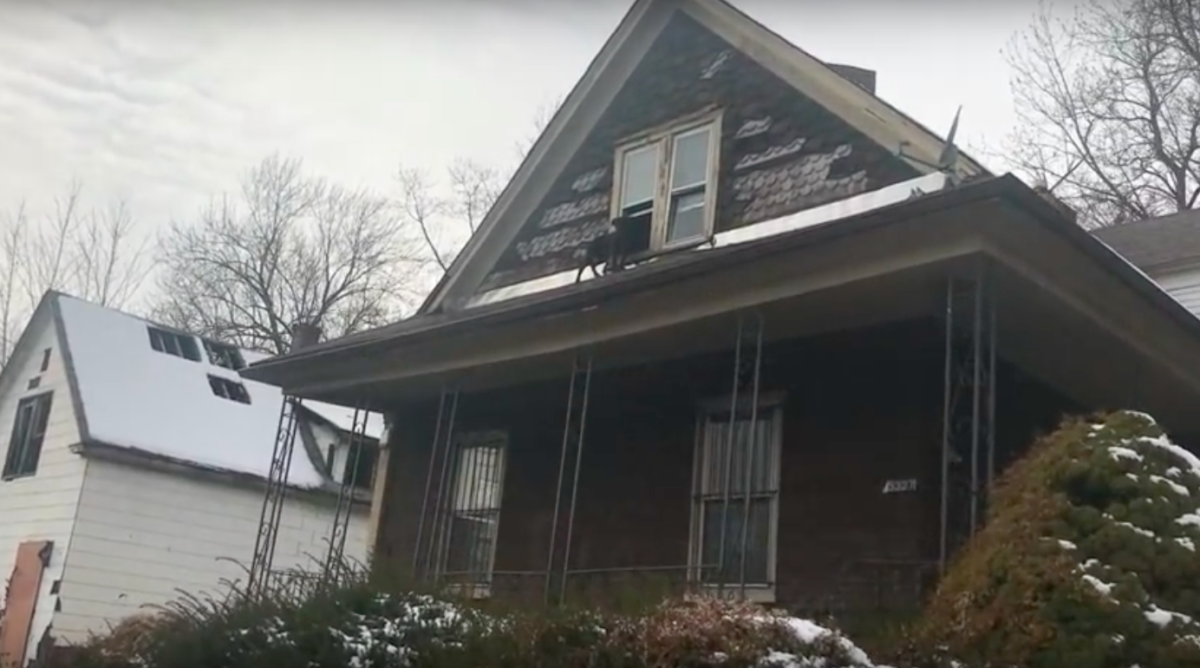 stray rescue of st. louis