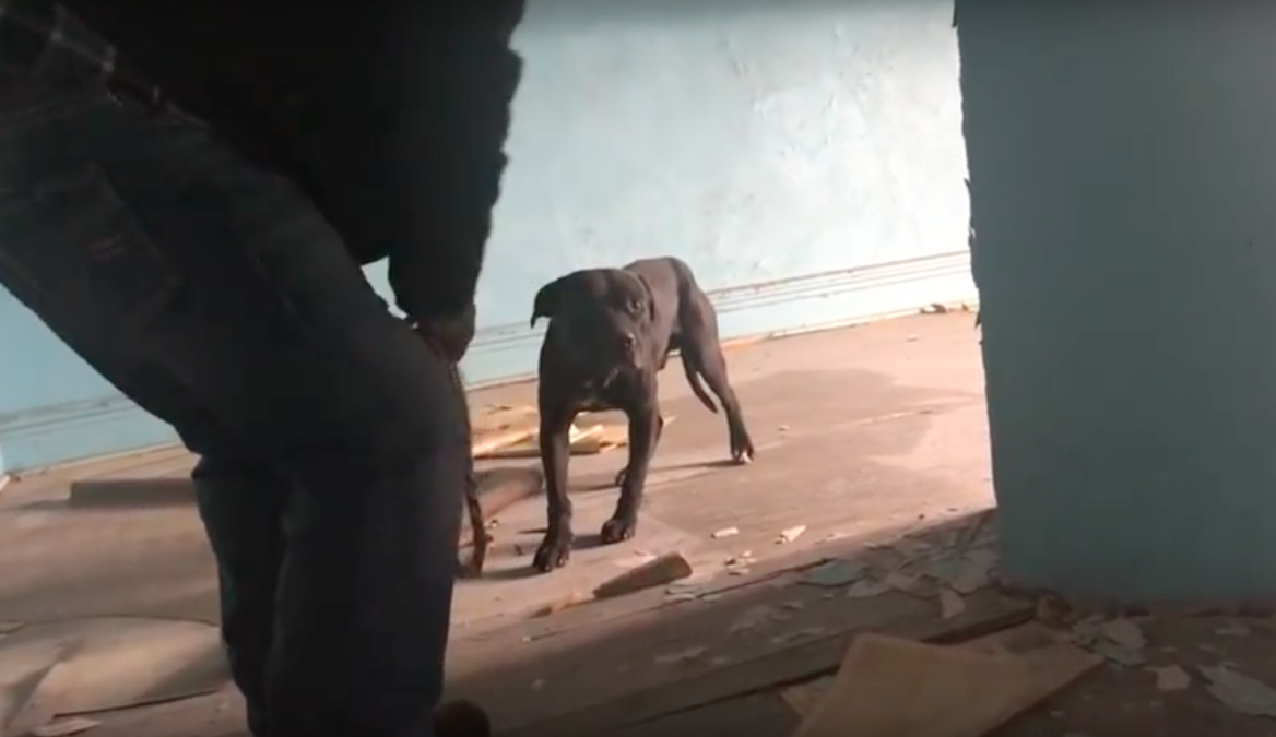 stray rescue of st. louis