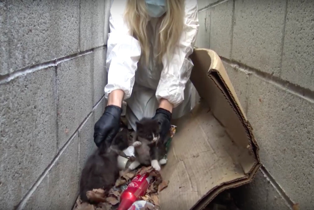 hope for paws