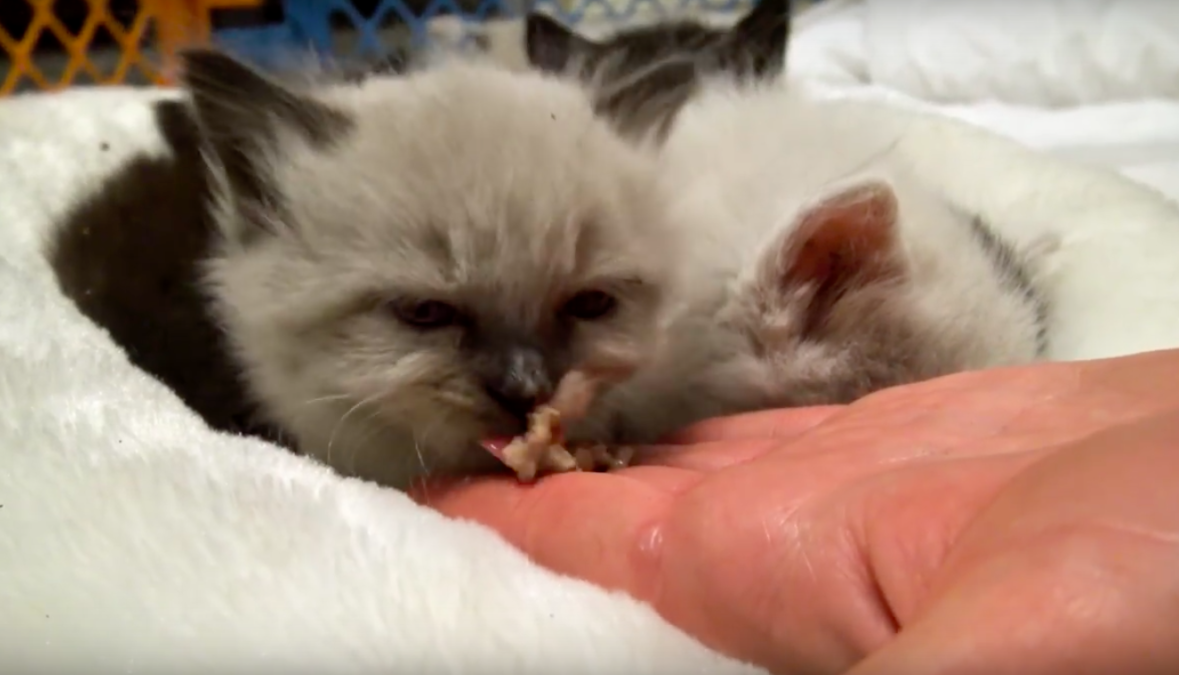 hope for paws