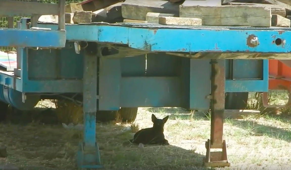 Paws on Curacao