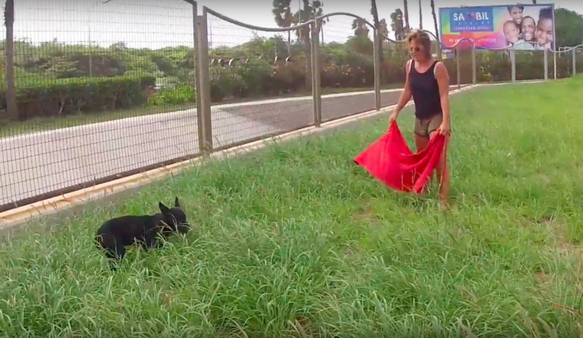 Paws on Curacao