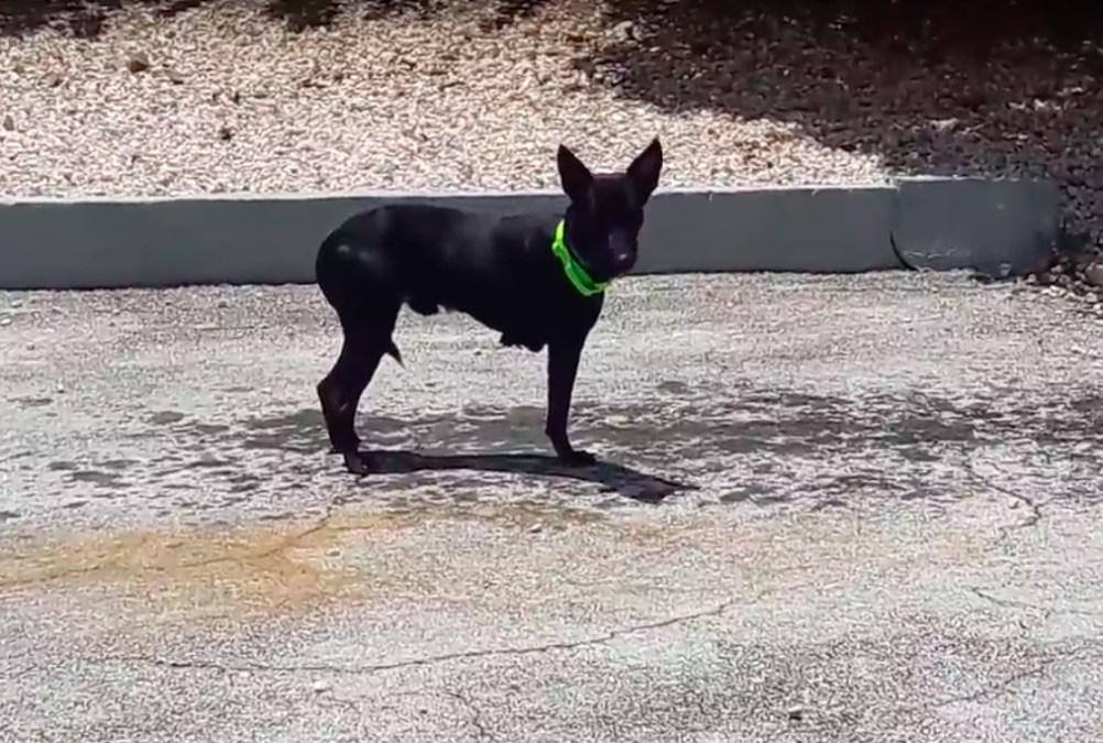 Paws on Curacao