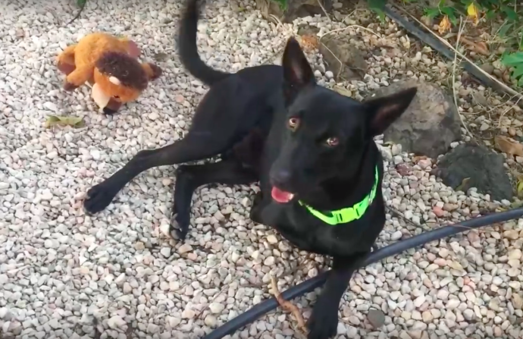 Paws on Curacao
