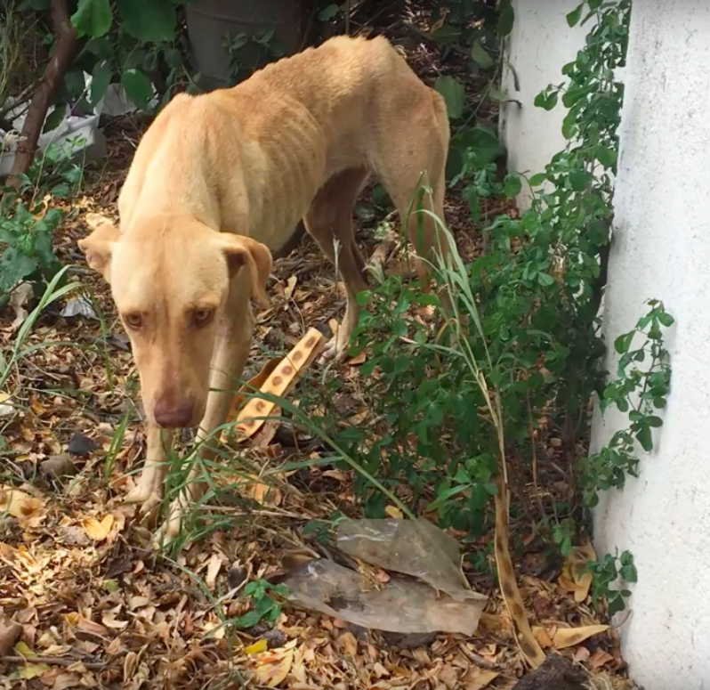 Paws on Curacao