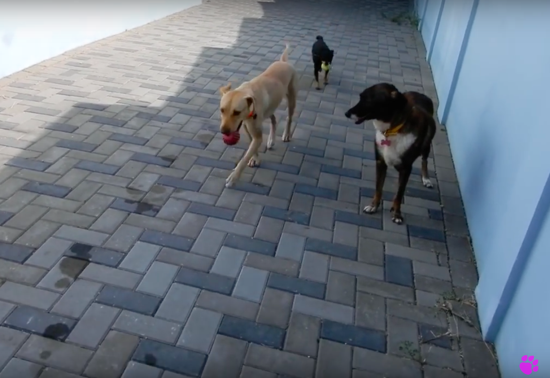 Paws on Curacao
