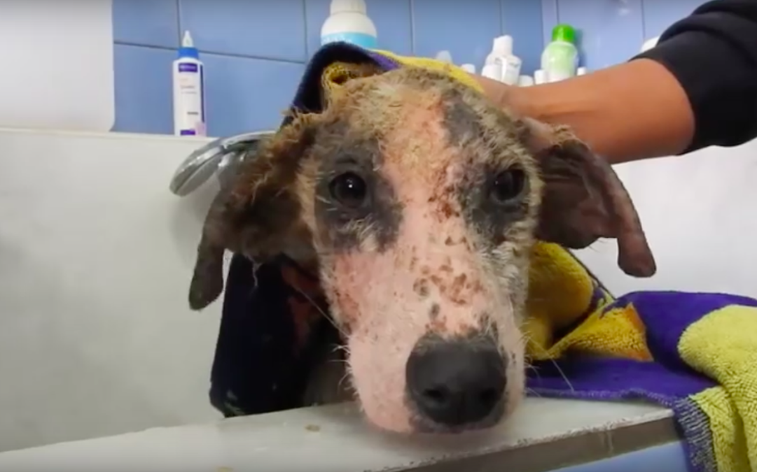 save a greek stray