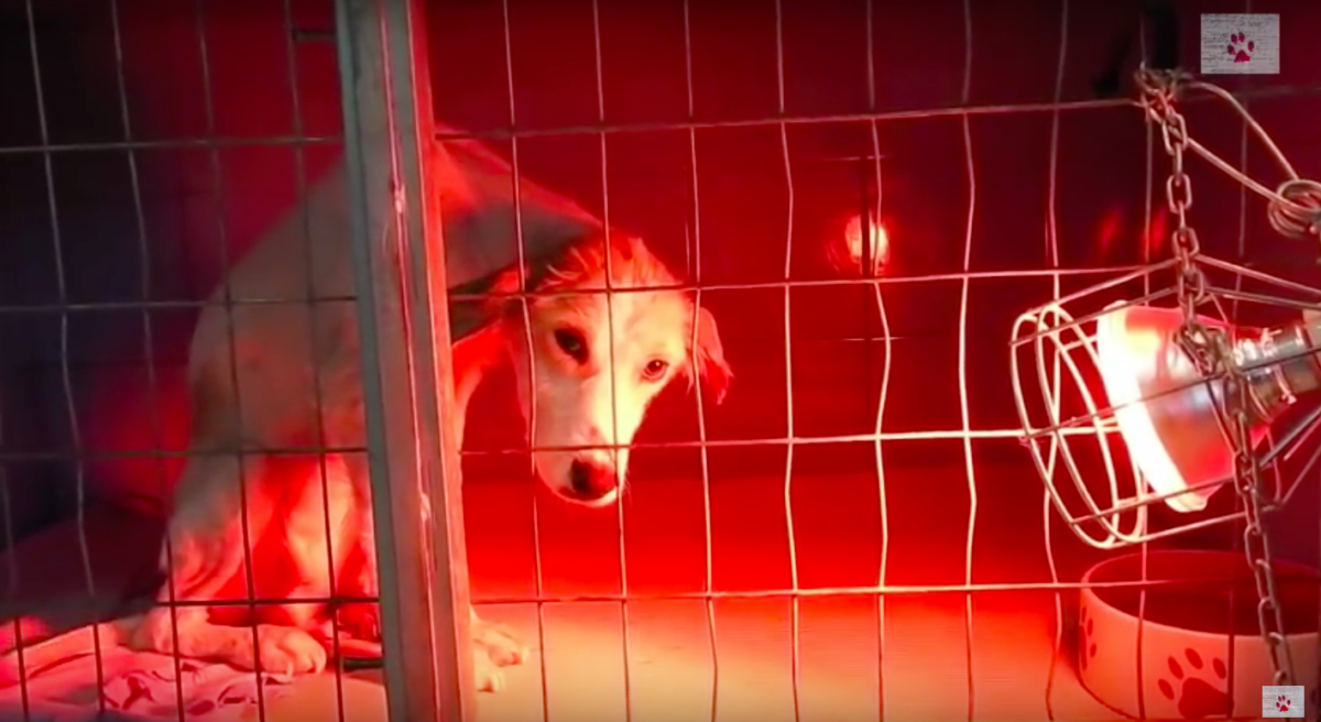save a greek stray