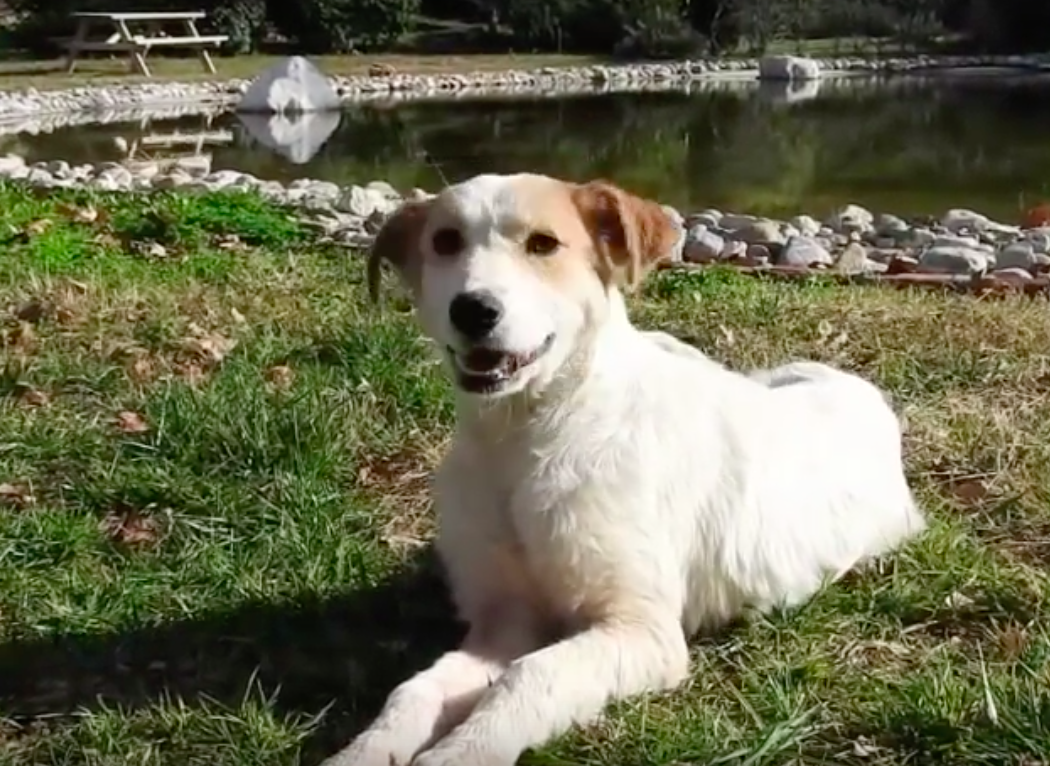 save a greek stray