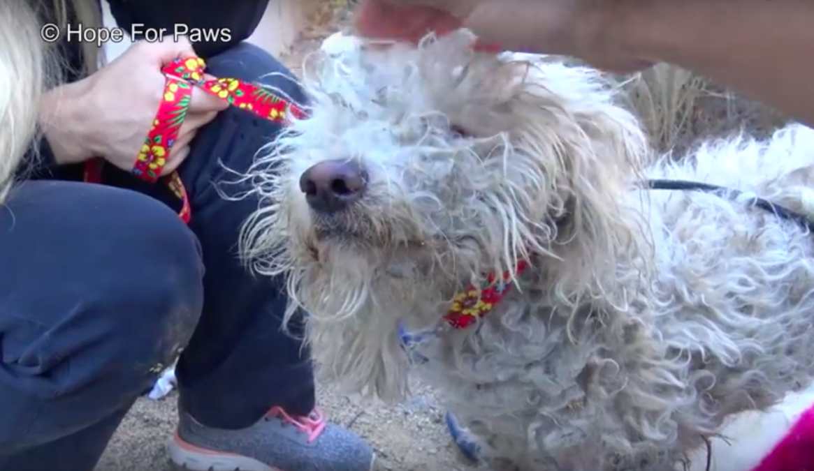 Hope For Paws