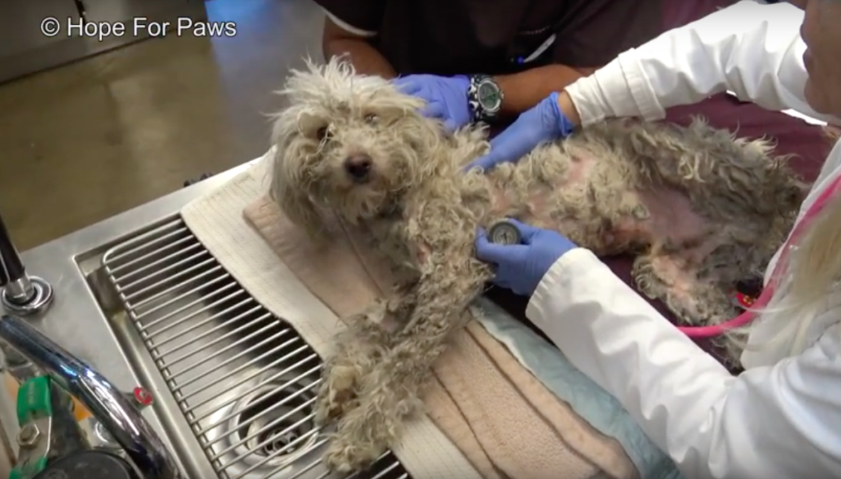 Hope For Paws