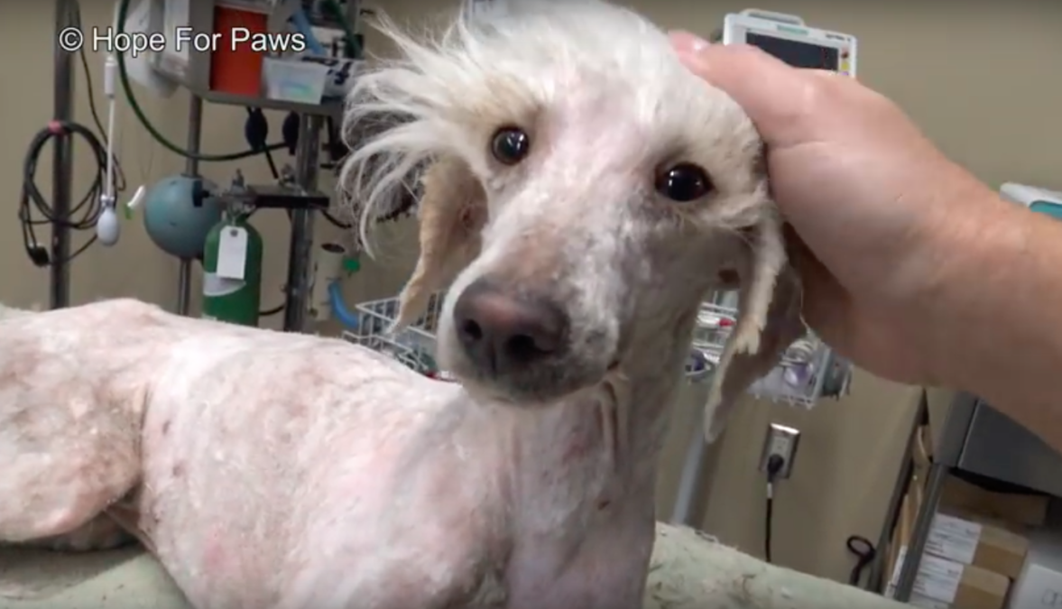 Hope For Paws