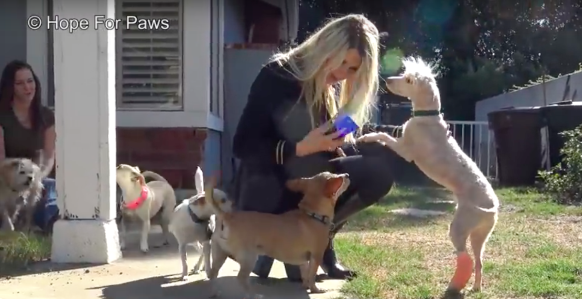 Hope For Paws