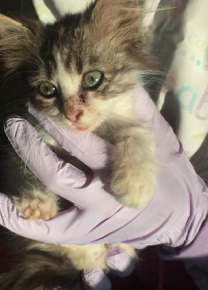 Emmet County Animal Shelter
