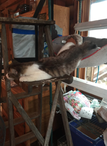 Emmet County Animal Shelter