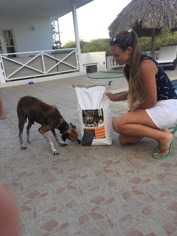 Paws on Curacao