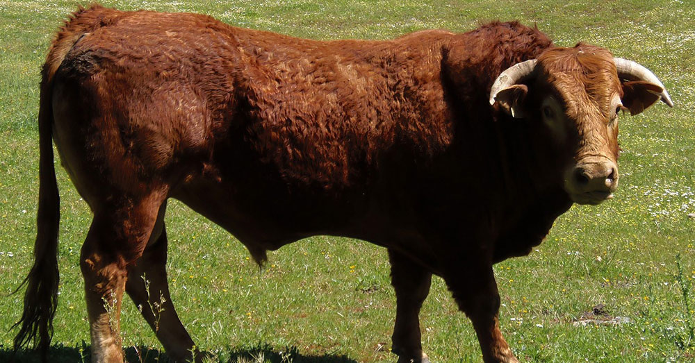 Source: MaxPixel Keratin can be derived from animal hooves and horns.