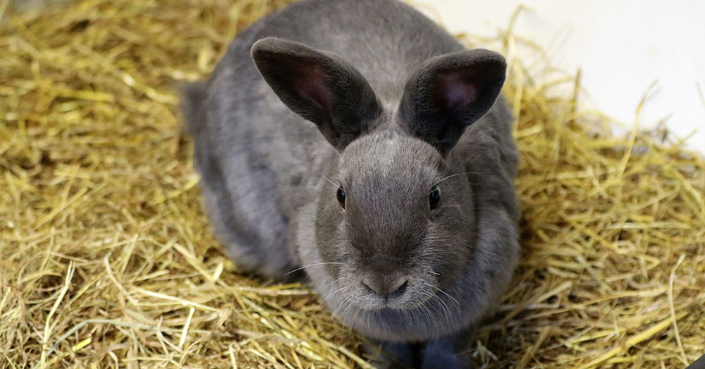 Source: Pixabay Many different animals are used to test beauty products.