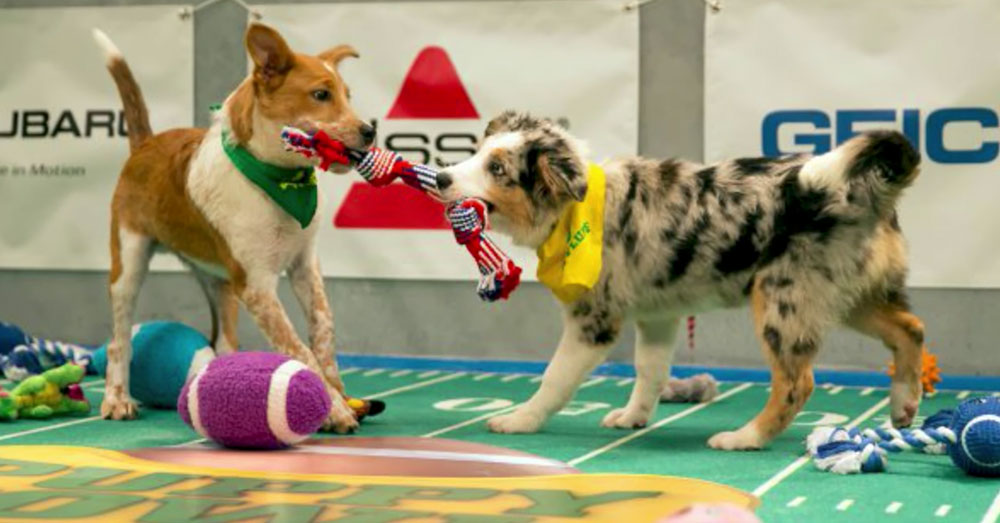 Source: YouTube/Wochit Entertainment A scene from last year's Puppy Bowl.