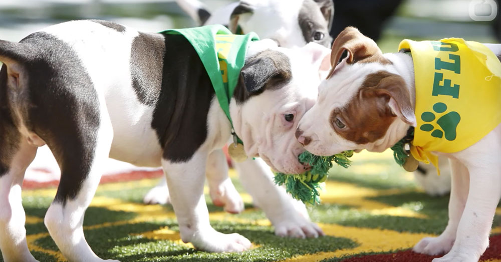 Source: YouTube/Wochit Entertainment A scene from last year's Puppy Bowl.