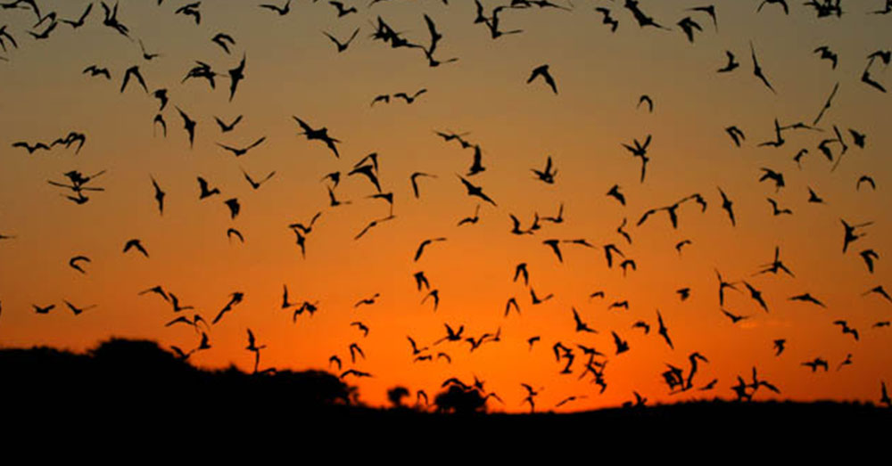 Source: U.S. Fish and Wildlife Service Bats are no strangers to the stronger stuff, and they can handle their drink.
