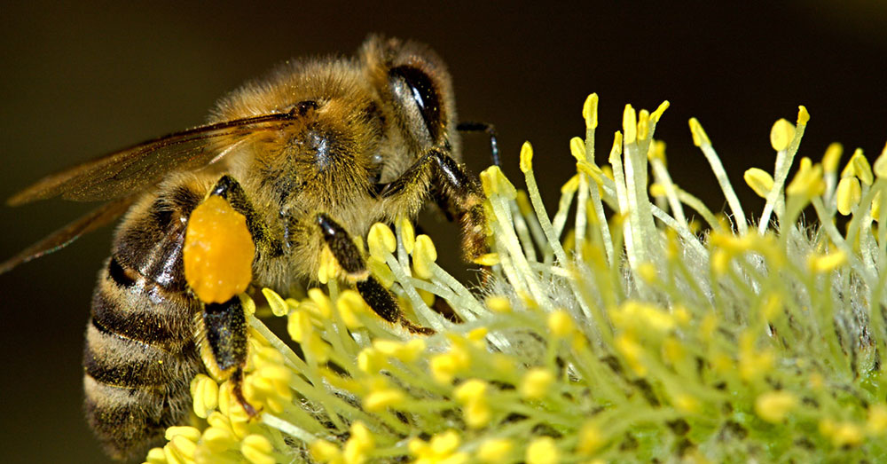 Source: Public Domain Pictures A buzzed up bee may be shooed from the hive.