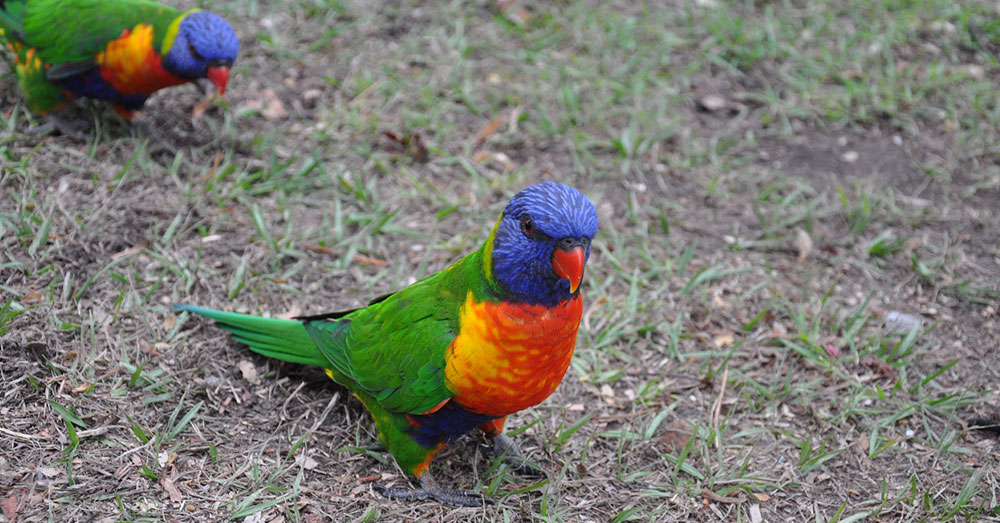 Source: Max Pixel Ever heard a drunken parrot? Likely not, alcohol can cause them to become seriously ill.