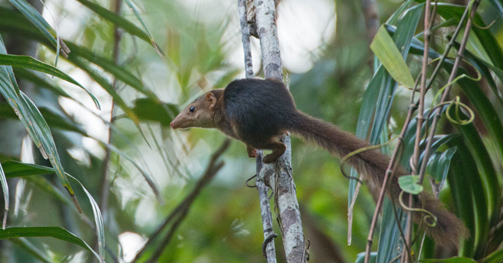 Source: Wikimedia Commons A tipsy tree shrew?
