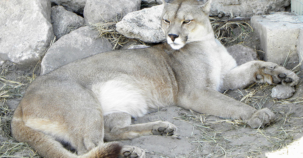 Source: Wikimedia Commons Pumas can also be found in the southwest United States and Mexico.