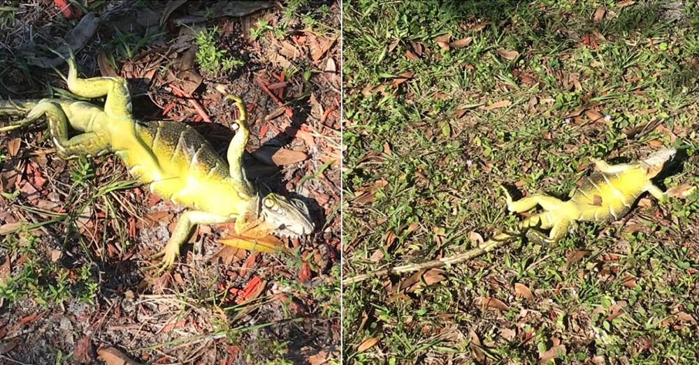 Source: Twitter/@MaxineBentzelNo iguanas were harmed in the tweeting of this picture. Most of them were revived in the sun.