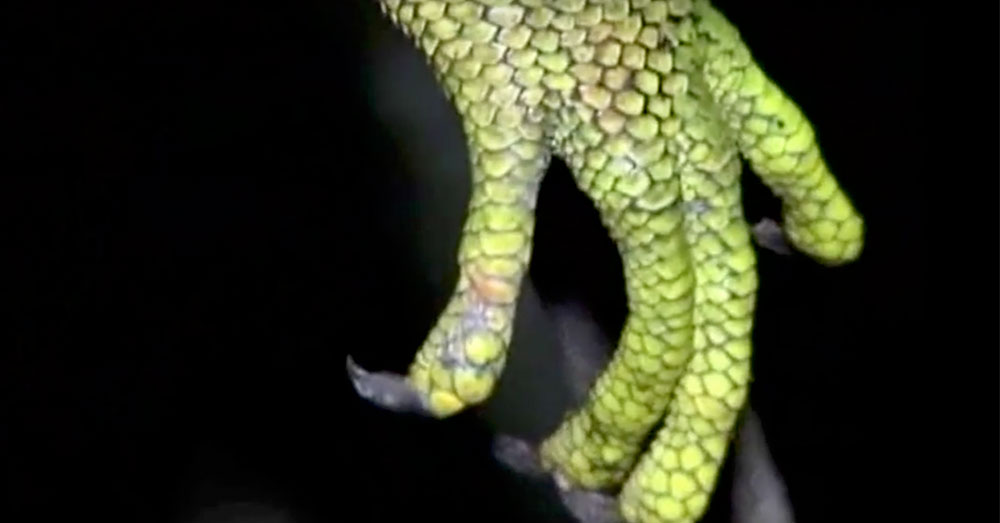 Source: YouTube/breakingnews11An iguana's claw.
