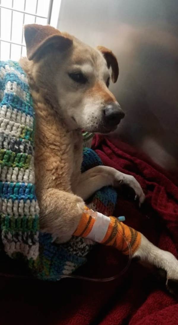 Streethearts Animal Rescue