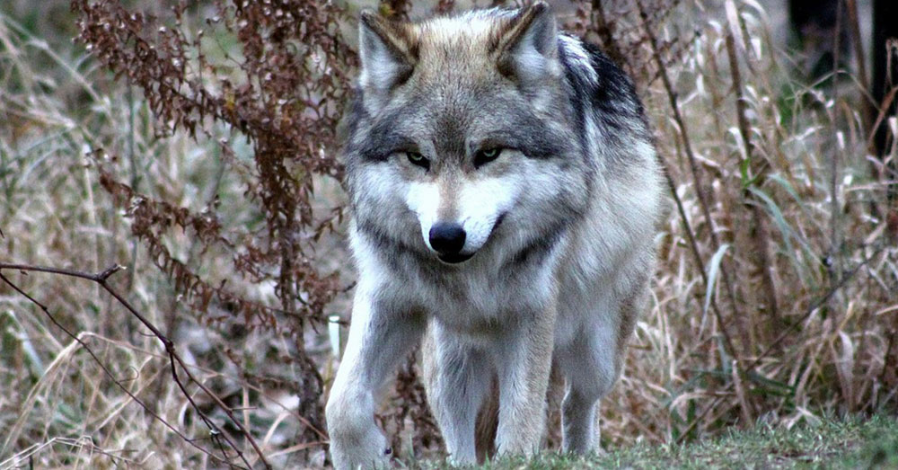 Source: Pexels A Gray Wolf.